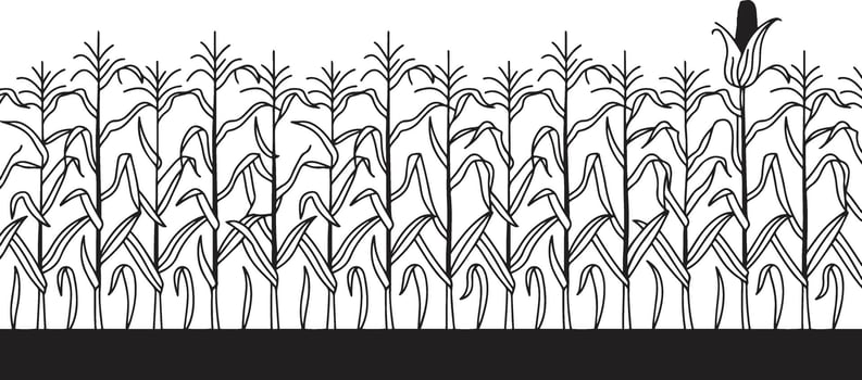 Corn field illustration vector