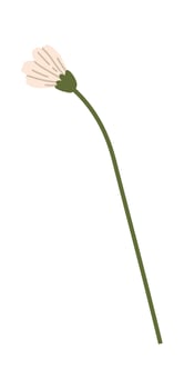 Chamomile Flower With Stem Flat Illustration vector