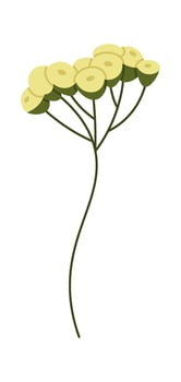 Blooming Tansy Wildflowers vector
