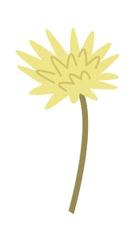 Dandelion Daisy Wildflowers vector