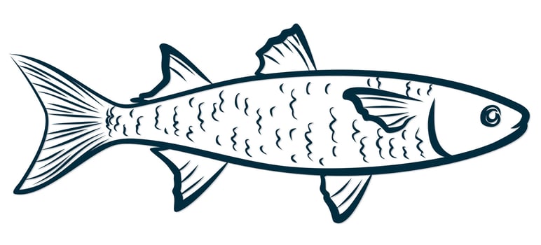 Sketch of sea fish. vector