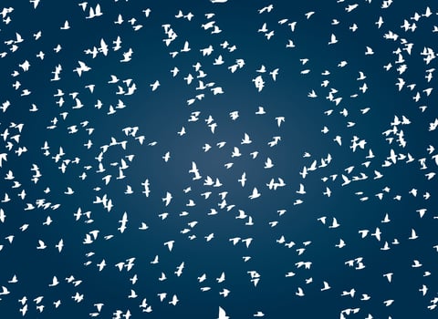 The Seamless background with birds. vector