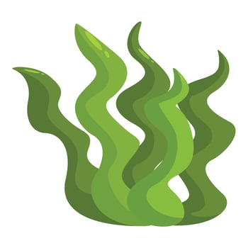 Laminaria seaweed forming wavy green leaves on white background vector
