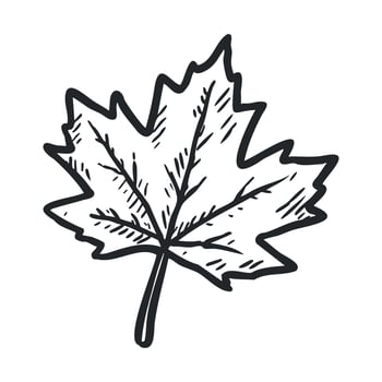 Beautiful outline of a maple leaf for seasonal designs and crafts vector