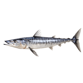 Detailed illustration of a sleek barracuda fish swimming gracefully isolated on transparent background png