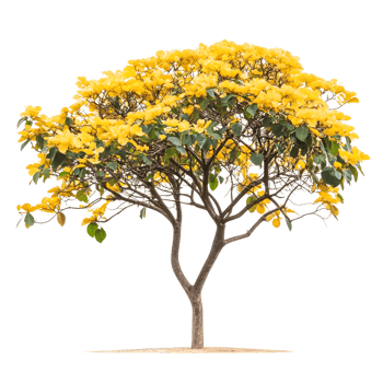 Vibrant yellow flowering tree with lush foliage isolated on transparent background png