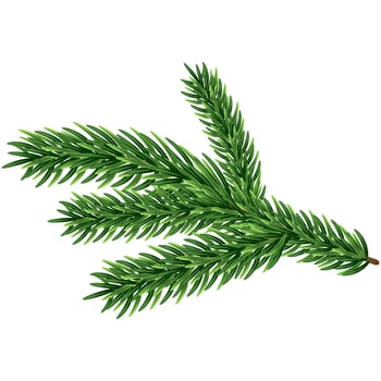 Merry Christmas New Year Conifer Tree Branch vector