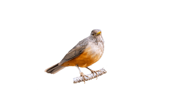 Isolated Purple-breasted Thrush, Turdus rufiventris, a bird symbol of Brazil, captured in natural light that highlights its vibrant colors. Perfect photo.Orange thrush. Image png
