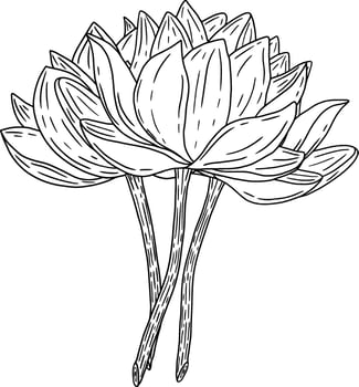 An Elegant Sketch Featuring Multiple Water Lilies Beautifully Arranged in a Bouquet vector