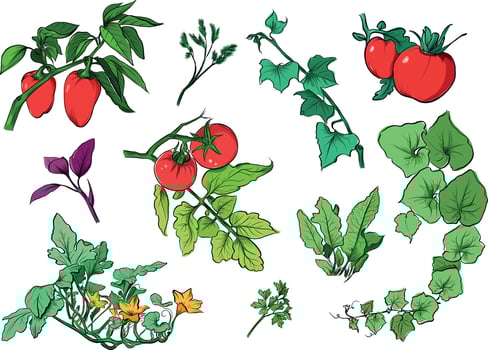 Set of hand drawn vegetable garden plants vector