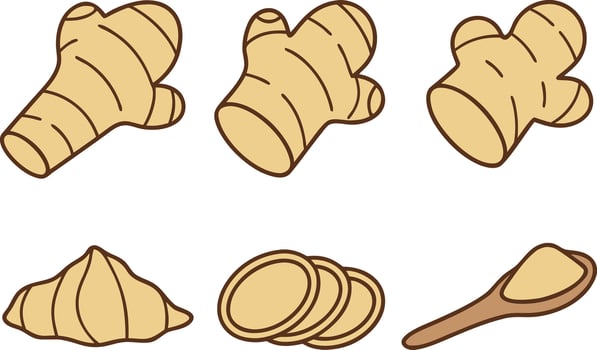 Fresh Organic Ginger Illustration Pack for Healthy Food Graphics vector
