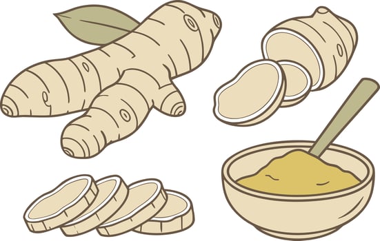Realistic Ginger Root Illustration Set with Six Detailed Designs vector