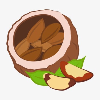 Brazil nut. Suitable for use in packaging design, food blogs, recipes. vector