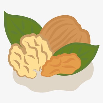 Walnut. Infographics about healthy eating, educational materials on botany or agriculture. vector
