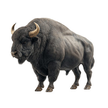 Bison on Transparent Background png