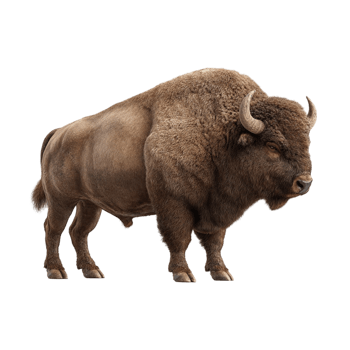 American Bison Isolated in Full Body Side View png