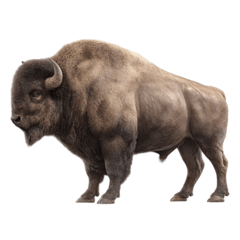 Bison Standing on Transparent Background png