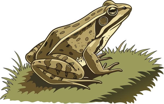 Cute Green Frog Clipart Artwork for Educational and Kids Designs vector