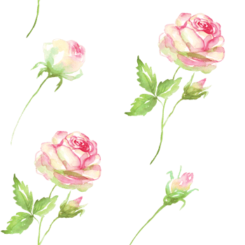 Pink roses seamless pattern. Watercolor png