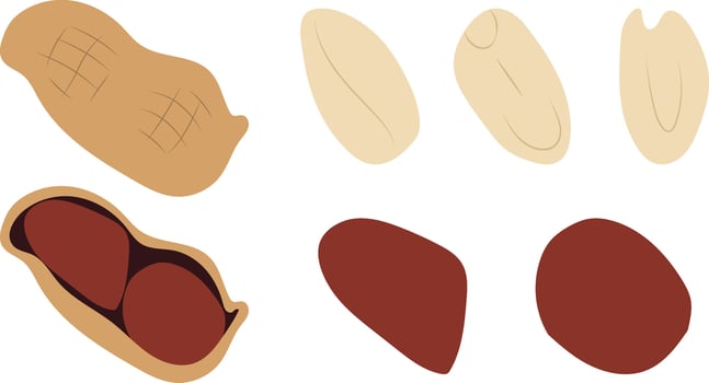 Peanuts Set in simple design. vector