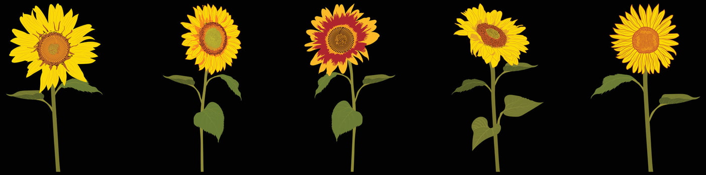 sunflowers drawing set flowers, Blooming sunflowers. Sunflowers in full bloom. vector