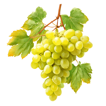 Green grapes with leaves on a transparent background showcasing fresh fruit. png