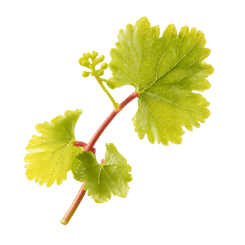 Detailed grape stem illustration on a transparent background for botanical and culinary uses. png