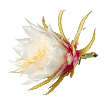 Stylish dragon fruit flower showcasing its unique structure and vibrant colors on a transparent background for botanical illustrations. png