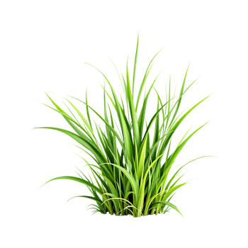 Lush green grass isolated png