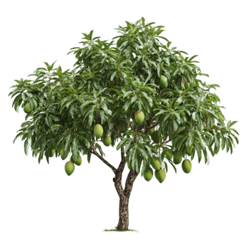 Mango Tree with Unripe Green Fruits on Branches png
