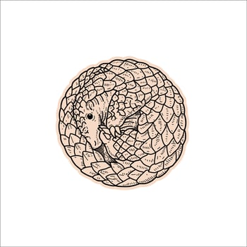 pangolin roll hand drawn illustration artwork vector