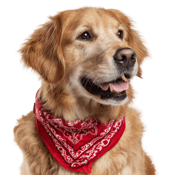 Golden Retriever Dog with Happy Face png