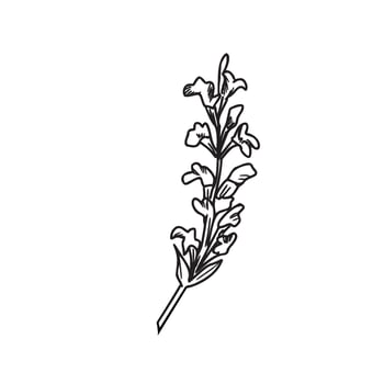 Sage flower sketch. Hand drawn black and white botanical illustration isolated on white. Salvia medical plant. For herbal tea, organic cosmetics designs. vector