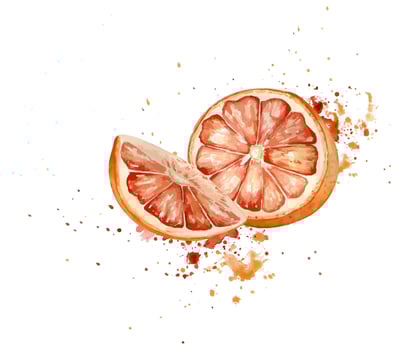 Watercolor painting of grapefruit slices vector