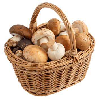 Woven basket filled with fresh wild mushrooms, assorted varieties isolated png