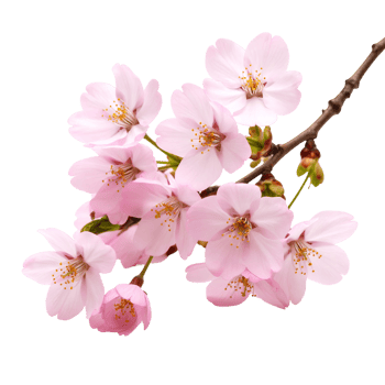 Delicate pink cherry blossoms on a branch isolated on a transparent background. png