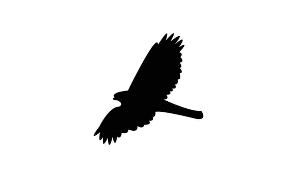American goshawk bird Silhouette Design And Illustration. vector