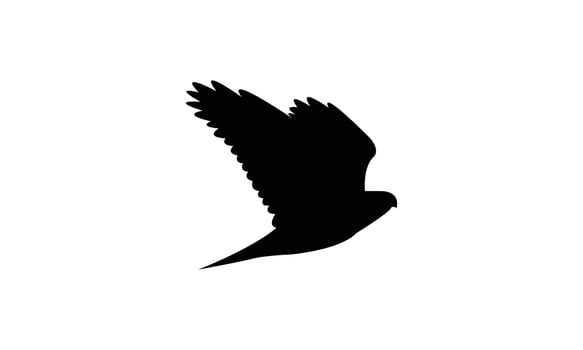 American goshawk bird Silhouette Design vector