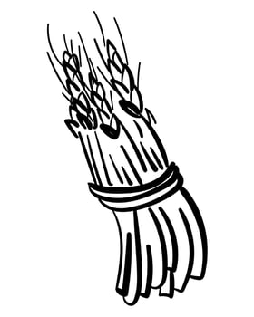 Outline sheaf of spikelets in doodle style, hand drawn bunch of grain plant for design vector