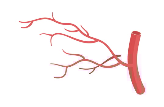 Blood Vessel Illustration vector