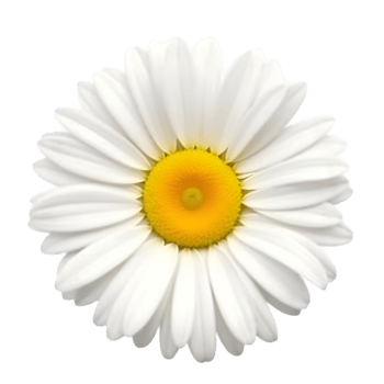 Stunning CloseUp of a Daisy Flower Pure White Petals Yellow Center isolated on transparent background png