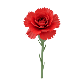 Red Carnation Flower Vibrant Bloom Isolated on Black Background isolated on transparent background png