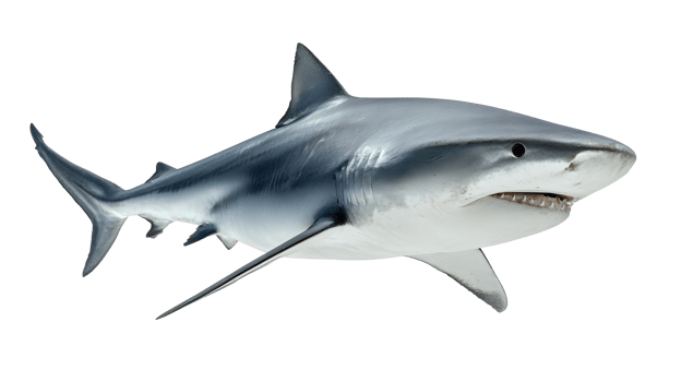 Ocean Predator. A captivating view of a powerful shark gliding effortlessly, showcasing its sleek, streamlined physique and razor-sharp teeth. A symbol of ocean dominance png