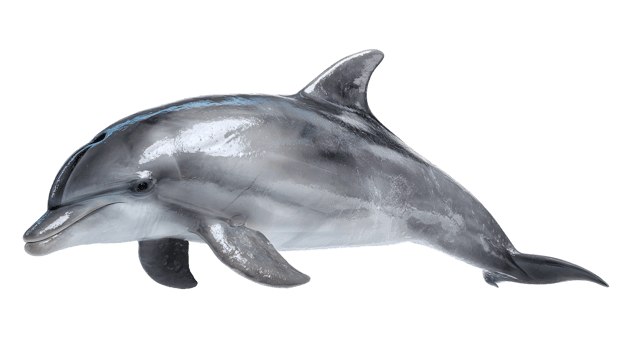 Playful Dolphin in the ocean. A graceful dolphin glides effortlessly through the deep ocean, showcasing its sleek form, playful spirit and creating a sense of wonder and fascination png