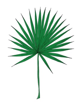 Tropical green palm leaf in doodle style. Hand drawn by inks isolated element for design. vector