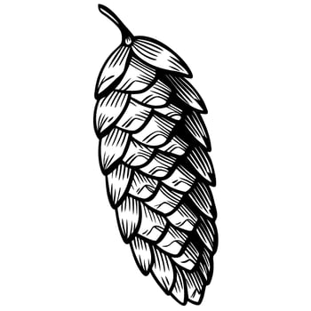 Hop cone illustration detailed botanical drawing of a hop flower used in brewing black and white hand drawn sketch vector