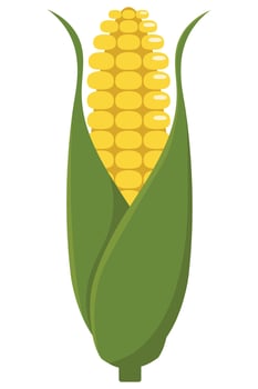 Sweet Corn on Cob with Green Husk Isolated for Farm and Food Design vector