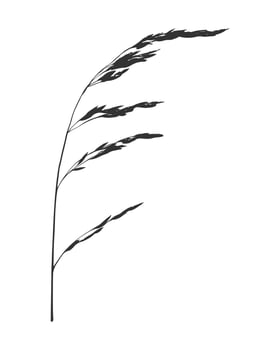 Silhouette of stem of Festuca, possibly Timothy Phleum or Poa. Imprint or stamp of field grass on white background. vector