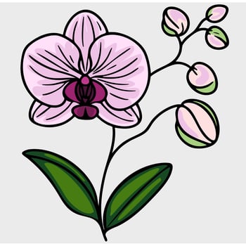 A stylized illustration of an orchid flower with pink petals and green leaves. The flower features a detailed center and several buds on a slender stem. vector