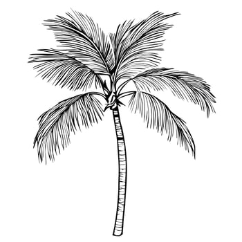 A detailed illustration of a palm tree with long, slender trunk and lush, feathery fronds. vector
